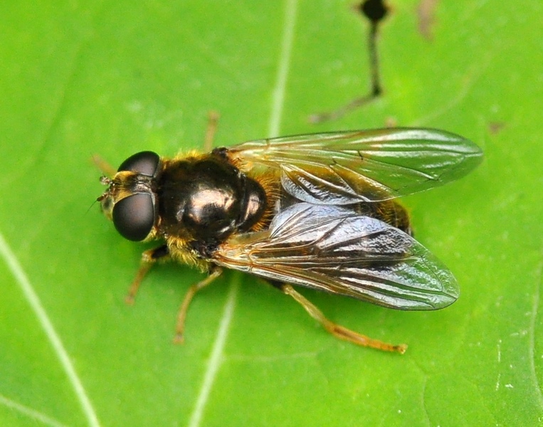 Diptera da id.